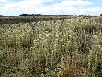 Landes incendiées à Belle-Île-en-Mer et envahies par la Cotonnière ondulée