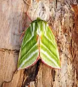 Nolidae(Pseudoips prasinana)