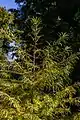 Ramage de P. amabilis, Jardin botanique de Timaru, Nouvelle-Zélande