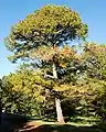 P. amabilis, à « Golden Larch », Washington