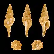 Pseudolatirus kuroseanus