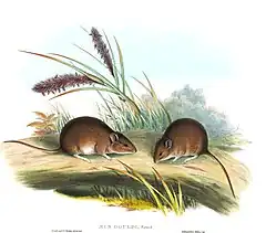 Description de l'image Pseudomys gouldii - Gould.jpg.