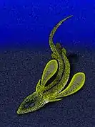 Pseudopetalichthys problematica.