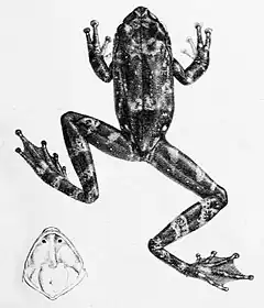 Description de l'image Pseudophilautus macropus.jpg.