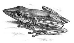 Description de l'image Pseudophilautus nasutus (Günther).jpg.