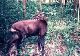 Saola (Pseudoryx nghetinhensis).