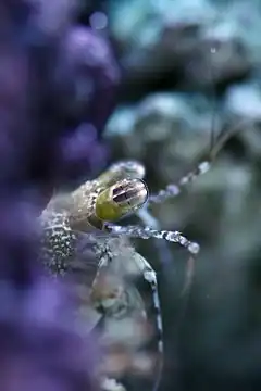 Pseudosquilla ciliata