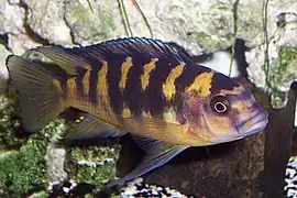 Pseudotropheus crabro