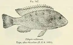 Description de l'image Pseudotropheus williamsi.jpg.