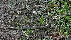 Description de l'image Pseustes sulphureus, Atlantic forest, Bahia, Brazil.jpg.