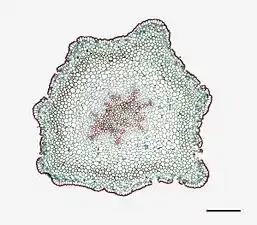 Photomicrographie d'une coupe transversale de tige de Psilotum nudum (échelle : 0,525 mm)