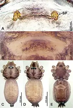 Description de l'image Psiloderces bangkiraiensis (10.3897-zookeys.902.38967) Figure 20.jpg.