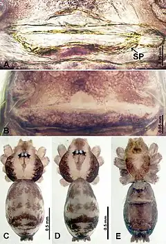 Description de l'image Psiloderces bolang (10.3897-zookeys.902.38967) Figure 22.jpg.