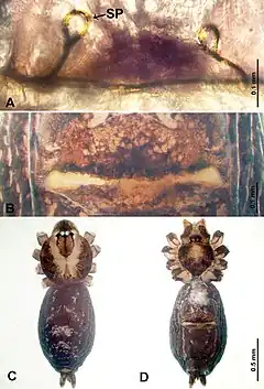 Description de l'image Psiloderces bontocensis (10.3897-zookeys.902.38967) Figure 5.jpg.