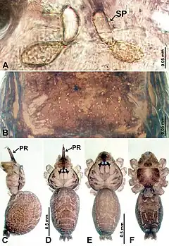 Description de l'image Psiloderces cattienensis (10.3897-zookeys.902.38967) Figure 10.jpg.