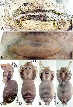 Description de l'image Psiloderces cuyapoensis (10.3897-zookeys.902.38967) Figure 6.jpg.