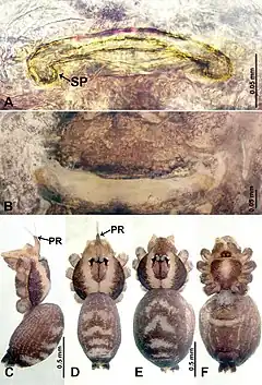 Description de l'image Psiloderces gawanaensis (10.3897-zookeys.902.38967) Figure 3.jpg.