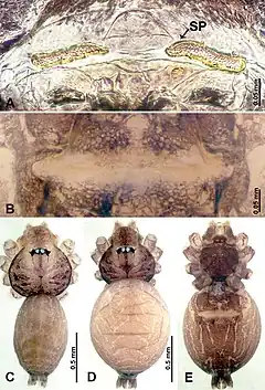 Description de l'image Psiloderces grohotensis (10.3897-zookeys.902.38967) Figure 18.jpg.