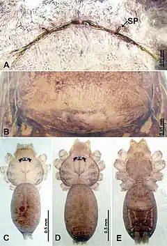 Description de l'image Psiloderces palopoensis (10.3897-zookeys.902.38967) Figure 14.jpg.