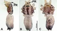 Description de l'image Psiloderces penajamensis (10.3897-zookeys.902.38967) Figure 16.jpg.