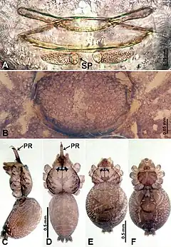 Description de l'image Psiloderces pingguo (10.3897-zookeys.902.38967) Figure 12.jpg.