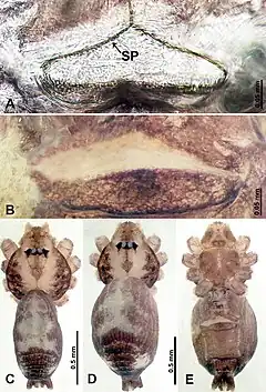 Description de l'image Psiloderces wangou (10.3897-zookeys.902.38967) Figure 24.jpg.