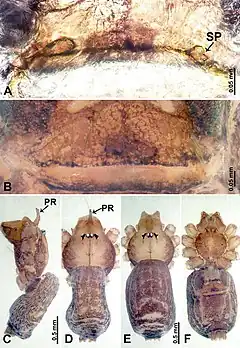 Description de l'image Psiloderces xichang (10.3897-zookeys.902.38967) Figure 8.jpg.