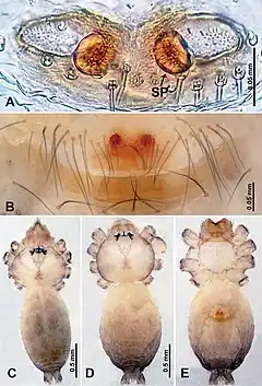 Description de l'image Psilodercidae (10.3897-zookeys.862.33078) Figure 10.jpg.