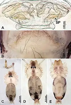 Description de l'image Psilodercidae (10.3897-zookeys.862.33078) Figure 4.jpg.