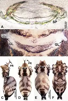 Description de l'image Psilodercidae (10.3897-zookeys.862.33078) Figure 6.jpg.