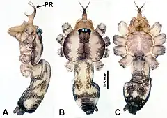 Description de l'image Psilodercidae (10.3897-zookeys.862.33078) Figure 8.jpg.