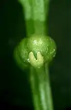 Appendice foliaire supportant le sporange de Psilotum nudum