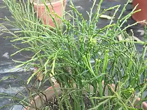 Psilotum nudum cultivé en pot à Salem (Inde)