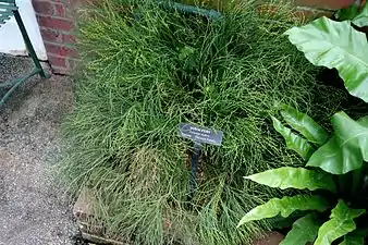 Psilotum nudum cultivé au Longwood Gardens (Pennsylvanie, États-Unis)