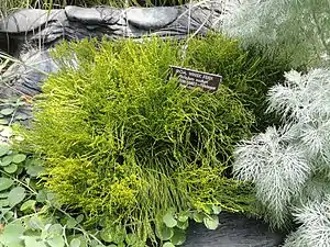 Psilotum nudum cultivé au Jardin botanique des États-Unis (Washington, district de Columbia, États-Unis)