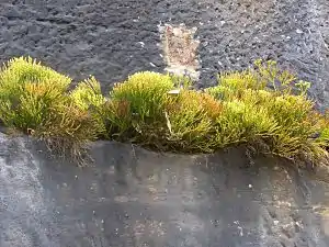 Psilotum nudum poussant sur la roche de la maison de l'Opéra de Sydney (forecourt to the south on Hawkesbury Sandstone) (Australie)