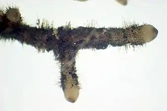 Rhizoïdes sur le rhizome de Psilotum nudum