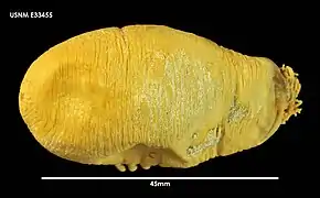 Psolidium charcoti