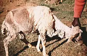 Cas sévère de tavelure de mouton causée par des acariens psoroptes (Afrique australe).