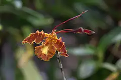 Description de l'image Psychopsis papilio GotBot 2015 001.jpg.