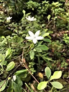 Description de l'image Psychotria danielii - fleur.jpg.