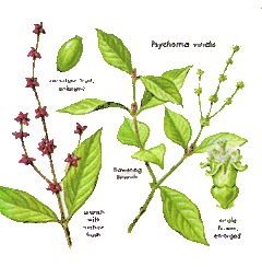 Description de l'image Psychotria viridis.gif.