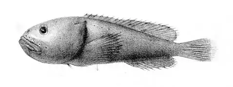 Psychrolutes inermis