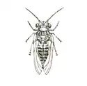Insecte ailé dessiné en noire et blanc.