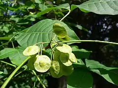 Samare de Ptelea trifoliata.