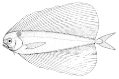 Description de l'image Pteraclis velifera (Spotted fanfish).gif.