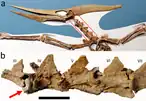 Fossile d'un ptéranodon avec un gros plan de la vertèbre du cou montrant une dent de requin logée à l'intérieur