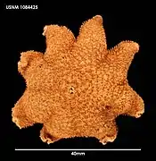 Pteraster koehleri (USNM)