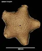 Pteraster stellifer (USNM)