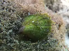 Un bivalve non identifié de la famille des Pteriidae?